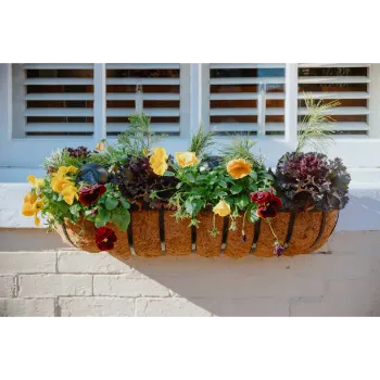 Natural Pansy Plant